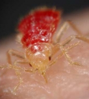 bed-bug-nymph-front-view-drinking-blood